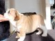 Chiot bulldog anglais m&acirc;le a donner 