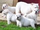 Adoption chiot bulldog anglais m&acirc;le et femelle 