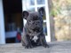 Adorable chiot bouledogue fran&ccedil;ais m&acirc;le 