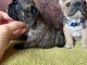 Je donne chiot bouledogue fran&ccedil;ais 