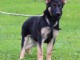 Chiot berger allemand &agrave; adopter 