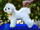 Bichon Fris&eacute; - chiot m&acirc;le
