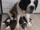 Chiots chien du saint-bernard &agrave; donner 