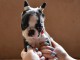 Boston Terrier chiots &agrave; vendre