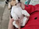 Chiots Beagle &agrave; vendre