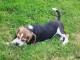 Chiot beagle &agrave; donner 