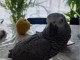 Perroquet gris du Gabon a vendre avec &ccedil;a cage 