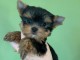 Chiot yorkshire terrier &agrave; donner 