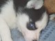 Chiot sib&eacute;rien husky pr&ecirc;t &agrave; &ecirc;tre adopt&eacute; 