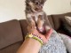 Chiot chihuahua m&acirc;le a donner 