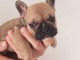 Chiot bouledogue fran&ccedil;ais a donner 