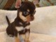 Chiot chihuahua m&acirc;le &agrave; donner 