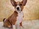 Basenji chiots &agrave; vendre