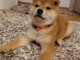 Shiba Inu chiots &agrave; vendre