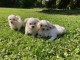 Chiot bichon maltais &agrave; adopter 