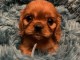 Chiot cavalier king charles disponibles 