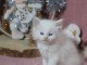 Chatons sib&eacute;rien a donner 