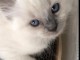 Chatons Ragdoll &agrave; donner m&acirc;le 
