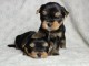 Chiot yorkshire &agrave; donner 