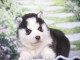 A adopter chiot husky sib&eacute;rien 