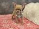Chaton chihuahua pour No&euml;l 