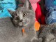 Chaton chatreux a donner pour No&euml;l 