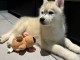 Chiot husky sib&eacute;rien &agrave; donner disponibles 