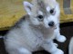 &Agrave; adopter chiot husky disponibles 