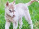 Chiot husky sib&eacute;rien &agrave; adopter urgent 