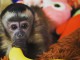 &Agrave; adopter singe capucin 