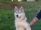Chiot husky sib&eacute;rien &agrave; donner 