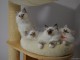 Magnifique chaton sacr&eacute; birman a donner 