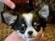 Chiots type chihuahua m&acirc;le &agrave; donner 