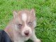 chiot type sib&eacute;rien husky 