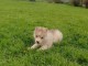 Chiot husky sib&eacute;rien &agrave; adopter urgent 