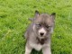 Chiot husky sib&eacute;rien &agrave; adopter 