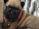 Je donne chiot bouledogue fran&ccedil;ais 