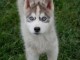 chiot husky sib&eacute;rien &agrave; donner contre bon soin int&eacute;ress&eacute; Inbox 