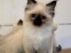 Adoption chat sacr&eacute; birman 