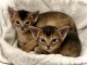 Chatons Abyssin &agrave; donner 