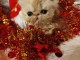 Chatons Persan adorable &agrave; donner 