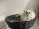 Chatons sib&eacute;rien &agrave; adopter 