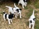 Chiot jack russe disponibles 