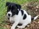 Chiot jack russe disponibles de suite m&acirc;le 