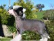 Chiots Chien chinois &agrave; cr&ecirc;te &agrave; adopter 