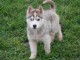 Je donner chiot husky sib&eacute;rien 