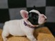 chiot bouledogue fran&ccedil;ais a donner 