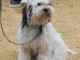 Chiots Terrier Tibetain &agrave; donner 