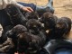 Chiot berger allemand disponibles pour No&euml;l 