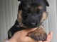 Chiot berger allemand &agrave; donner 
